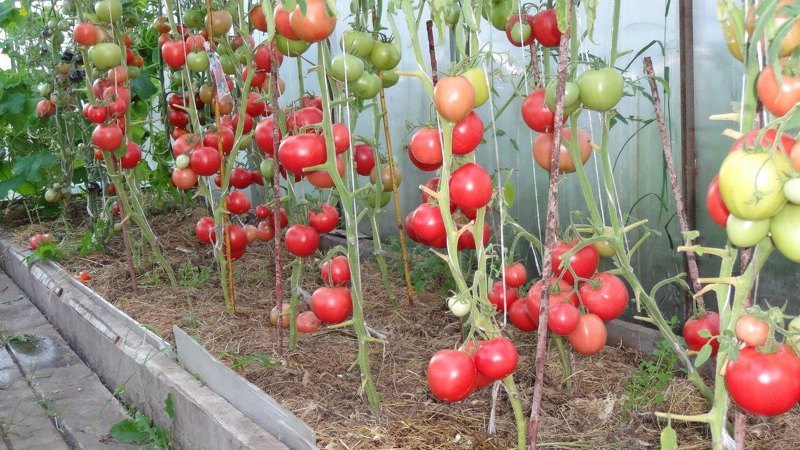 Наиболее популярный среди садоводов томат - Яркая малиновка F1