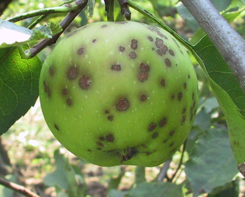 Заболевание паршей плодов яблонь