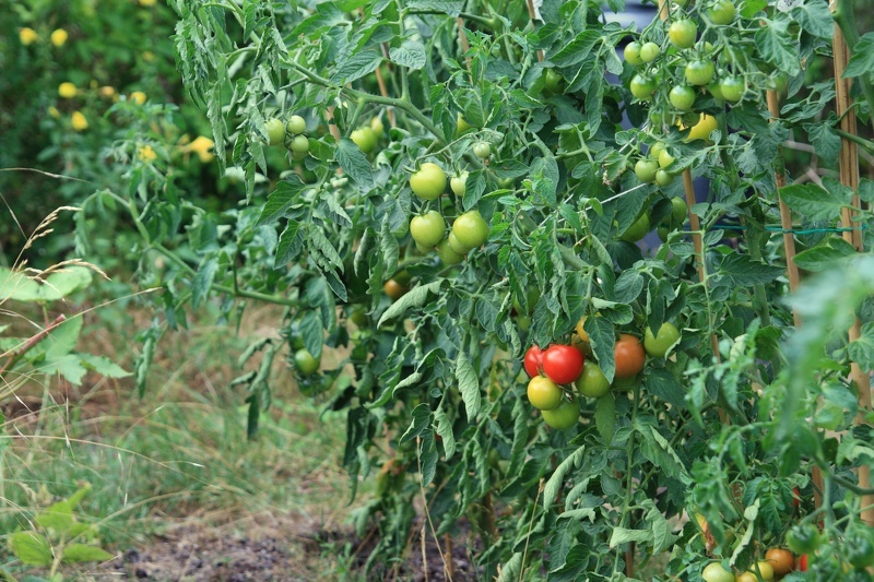 Загущение куста томатов приводит к замедлению созревания