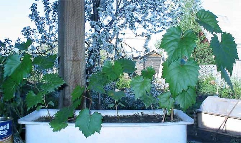 Закаливание винограда из косточки весной