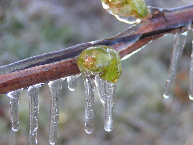 Замерзшие побеги винограда во время весенних заморозков