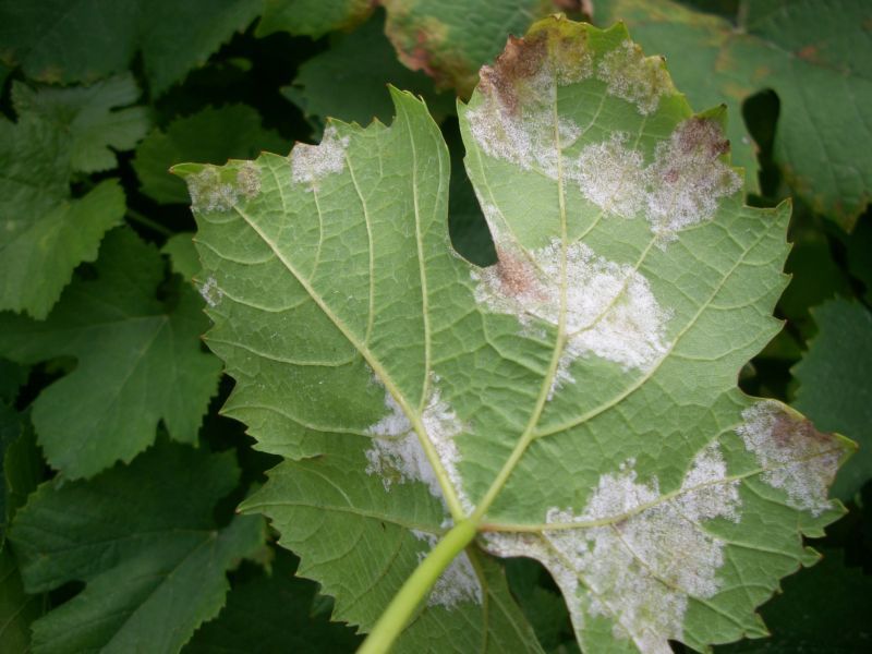 Защитить виноград от милдью поможет обработка йодом