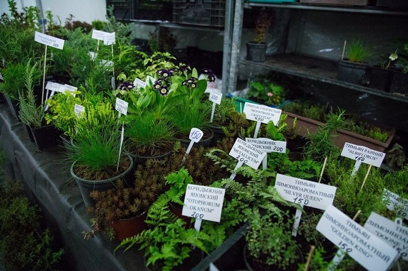 Декоративные травы на выставке Петербургская зелёная неделя