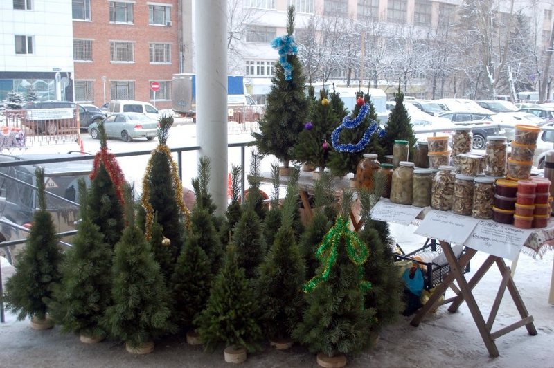 Живые ели при входе во Владимирский Экспоцентр на выставке Новогодняя карусель